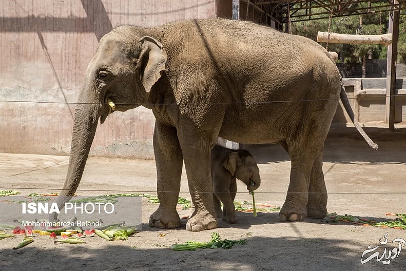 (تصاویر) رونمایی از «مایسا» در باغ وحش ارم